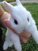 Can a Wild Bunny Be a Pet?