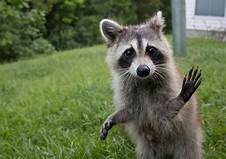 Can You Have a Pet Raccoon in Texas?