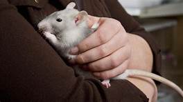 How Much Does a Pet Rat Cost?