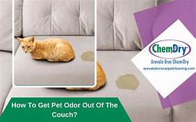 How to Get Pet Odor Out of Couch