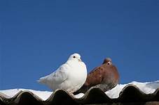 Are Doves Good Pets?