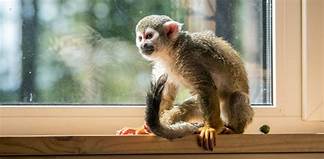 What Is the Best Monkey to Have as a Pet