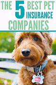 What is the Best Pet Insurance for Dogs?