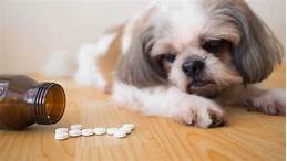 Does Pet Insurance Cover Medication?