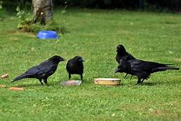 Do Crows Make Good Pets?