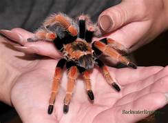 Are Tarantulas Good Pets?