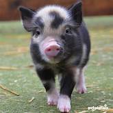 How Much Do Pigs Cost As Pets?