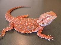 Bearded Dragons: A Comprehensive Guide to a Unique Pet