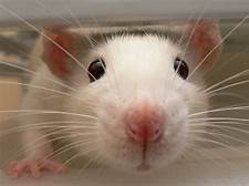 Are Pet Rats Clean?