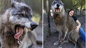 Can You Have a Wolf as a Pet? The Facts and the Law