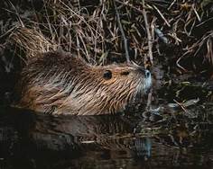 Are Beavers Good Pets?