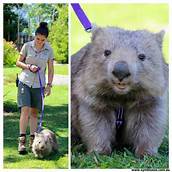 Do Wombats Make Good Pets?