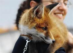 Can You Have Pet Foxes?