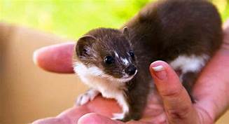 Can You Have a Weasel as a Pet?