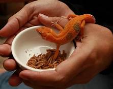 Do Lizards Like Being Pet?