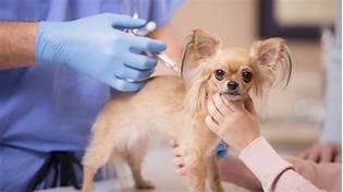 How Much Are Pet Vaccinations?