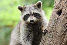 Are Raccoons Good Pets?