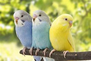 How Long Do Parakeets Live as Pets?