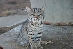 Can You Have a Bobcat as a Pet?