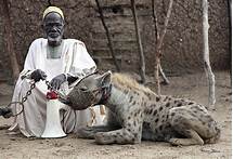 Can You Have a Pet Hyena?