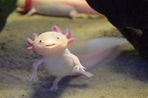 How Long Do Axolotls Live As Pets?