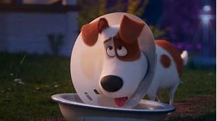 Where to Watch The Secret Life of Pets 2