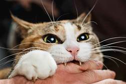 Why Do Cats Bite When Being Pet?