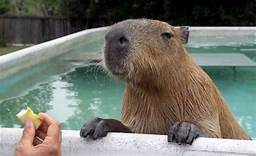 Can I Have a Pet Capybara?