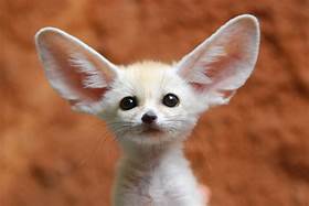 Can You Have a Fennec Fox as a Pet?