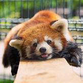 Can I Have a Red Panda as a Pet?