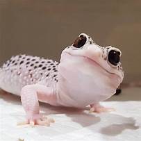 Are Geckos Good Pets?