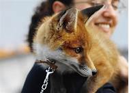 Can You Own a Fox as a Pet?