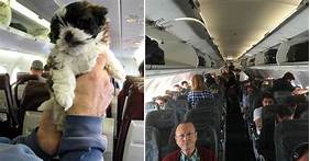 Can You Bring Pets on a Plane?