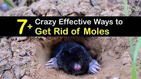 Effective Ways to Get Rid of Moles Without Harming Pets