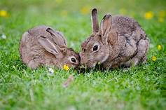 How Long Do Pet Bunnies Live?