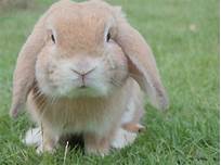 Can you keep a wild bunny as a pet?