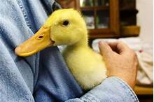 Can I Have a Pet Duck