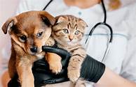 How Much Is Pet Health Insurance?