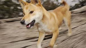 Can You Have a Pet Dingo?