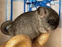 Are Chinchillas Good Pets? Discover the Pros and Cons of Owning a Chinchilla