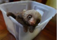 Can You Have Sloths as Pets?