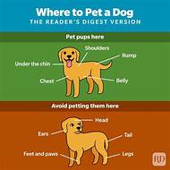 Where Do Dogs Like Being Pet?