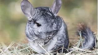 Are Chinchillas Nice Pets?