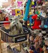 Is HomeGoods Pet Friendly? The Ultimate Guide