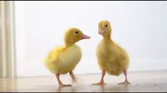 Can You Have Ducklings as Pets?