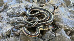 Can You Keep a Garter Snake as a Pet?