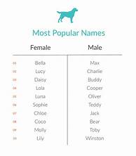 What is Pet Name