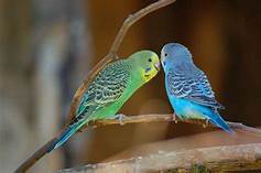 How Long Do Pet Parakeets Live?