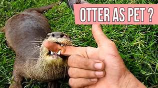 Do Otters Make Good Pets?