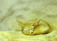 Do Fennec Foxes Make Good Pets?